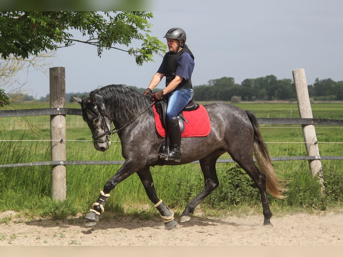 PRE Giumenta 4 Anni 167 cm Grigio in Wremen