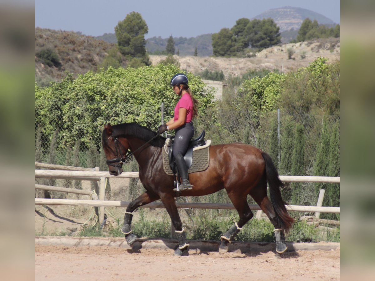 PRE Giumenta 4 Anni 170 cm Baio in Turis