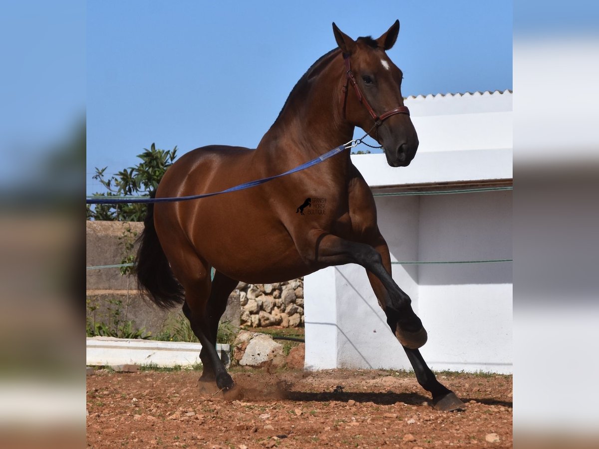 PRE Giumenta 4 Anni 170 cm Baio in Menorca