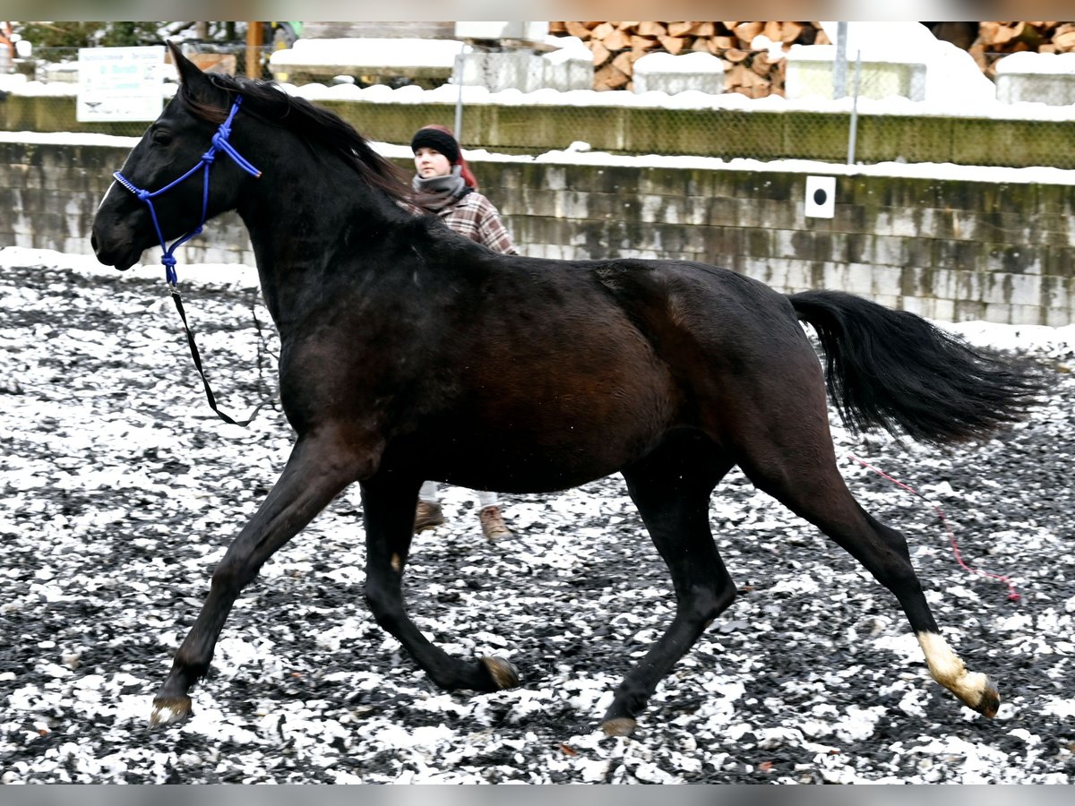 PRE Giumenta 4 Anni Morello in Küssaberg