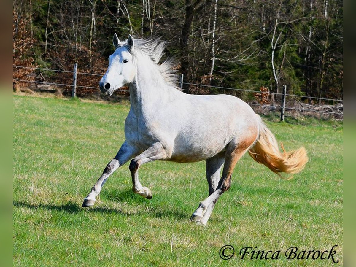 PRE Giumenta 5 Anni 151 cm Grigio in Wiebelsheim