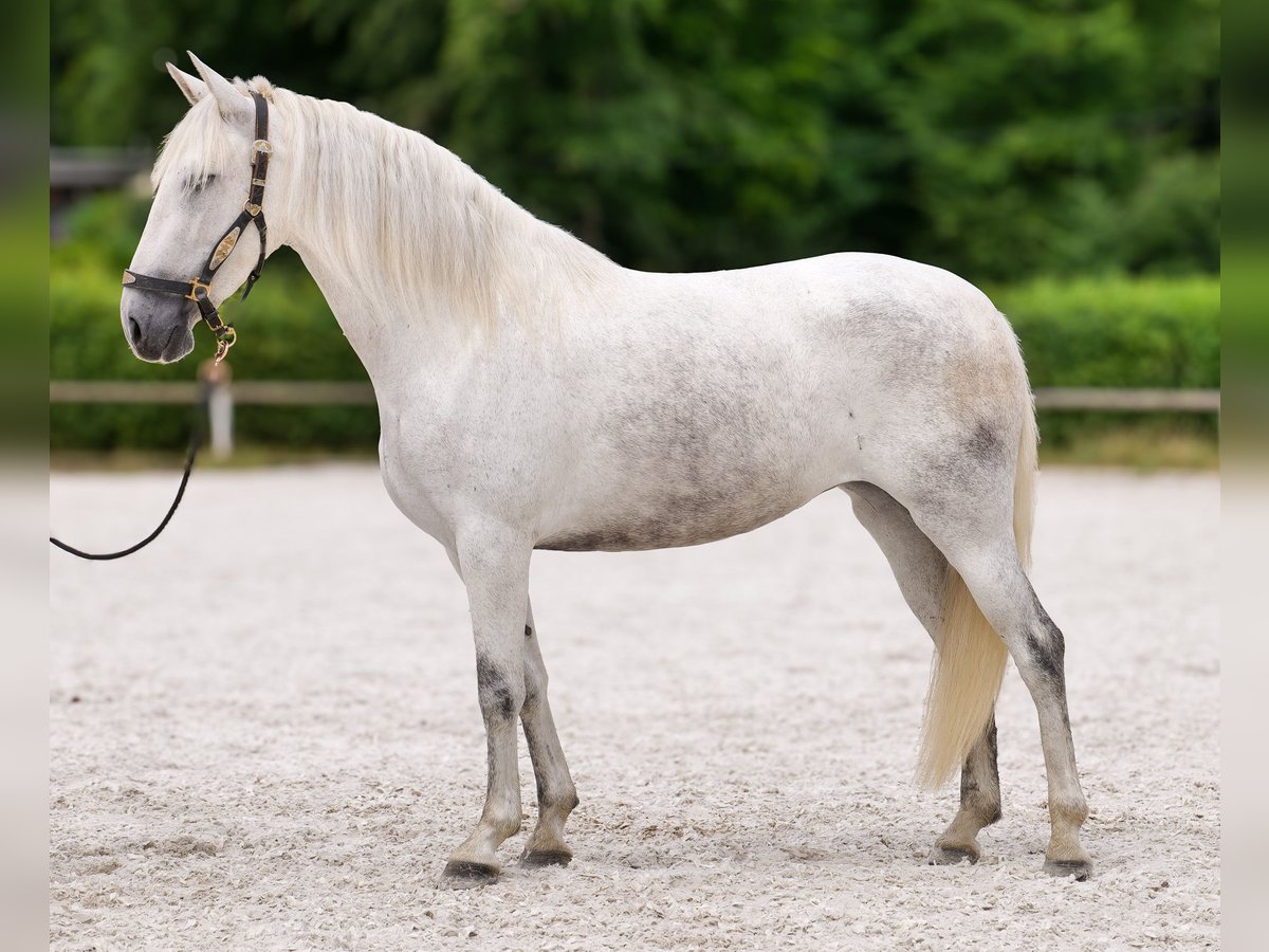 PRE Mix Giumenta 5 Anni 154 cm Grigio in Neustadt (Wied)