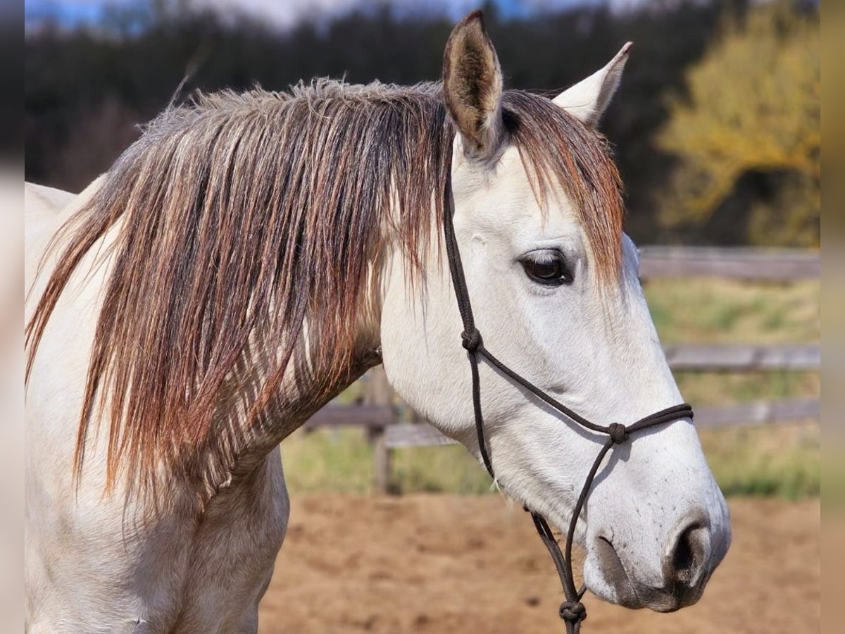 PRE Mix Giumenta 5 Anni 158 cm Grigio in Thyrow