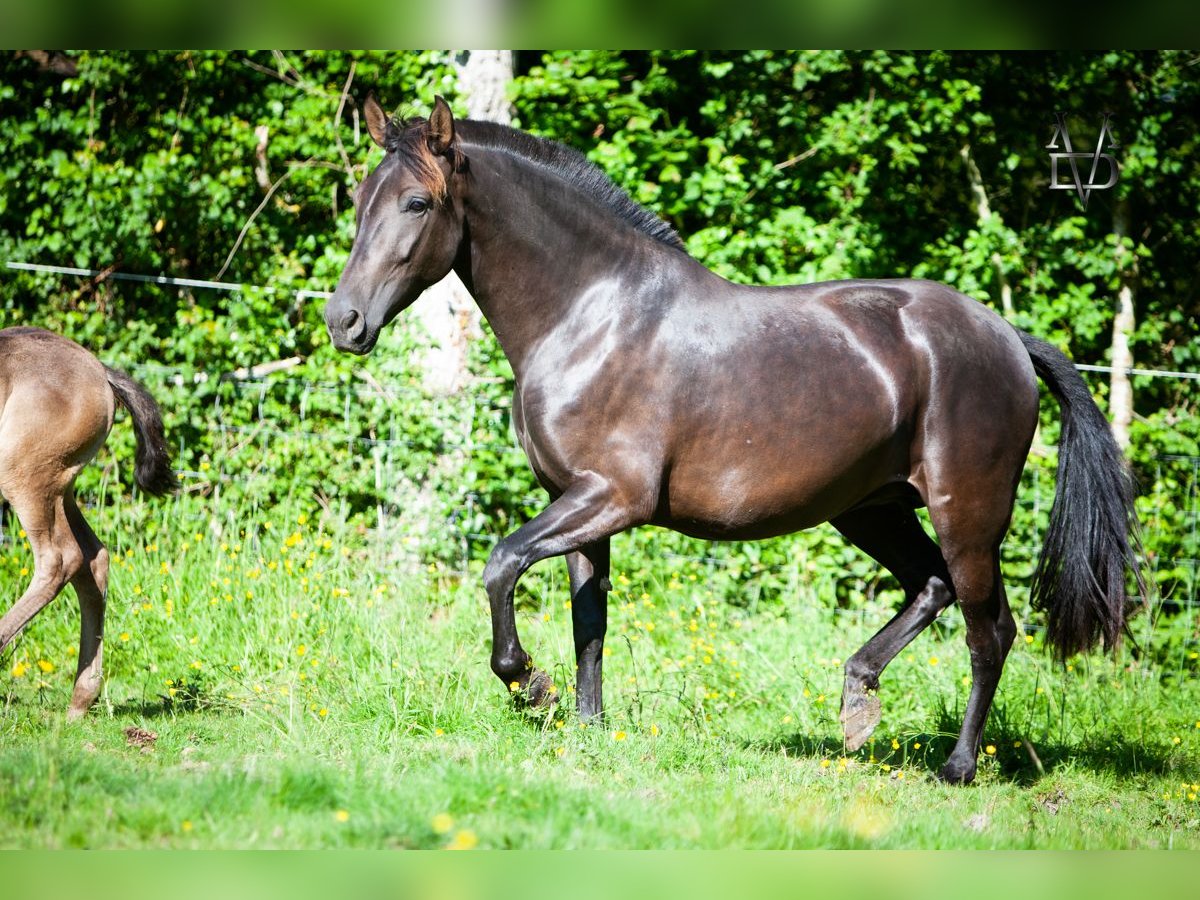 PRE Giumenta 5 Anni 158 cm Morello in La Vespière-Friardel