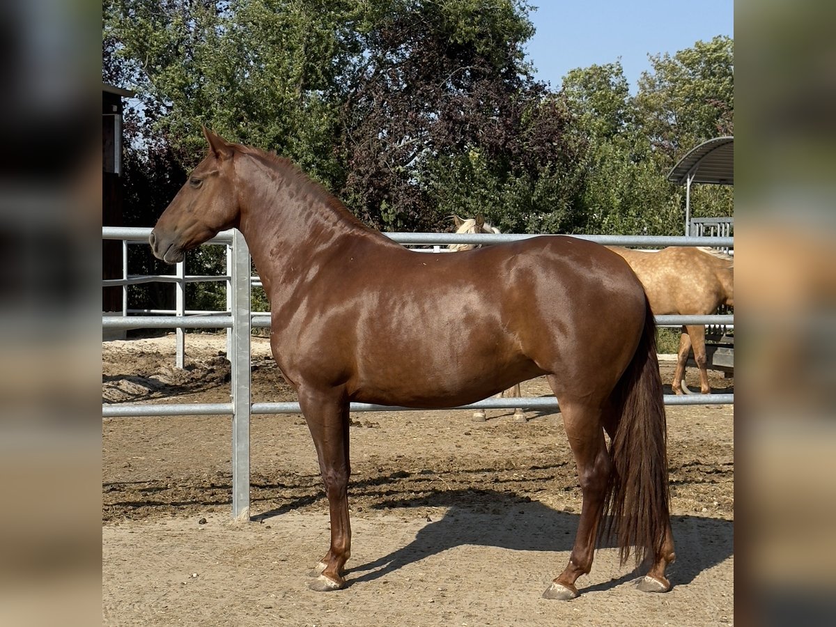 PRE Giumenta 5 Anni 158 cm Sauro in StahnsdorfStahnsdorf