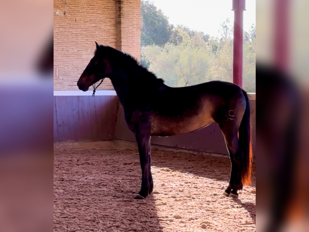 PRE Giumenta 5 Anni 160 cm in El Catllar