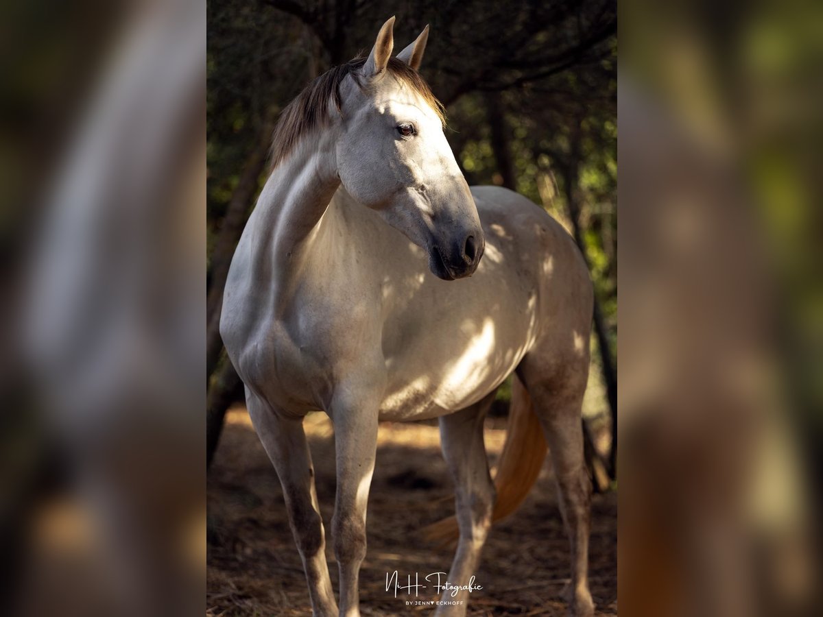 PRE Mix Giumenta 5 Anni 162 cm Grigio in Felanitx