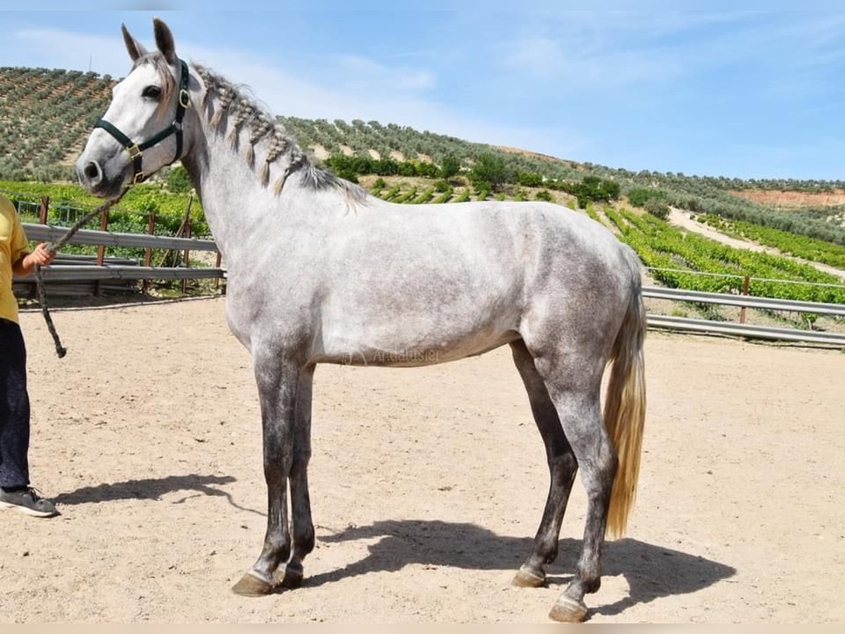 PRE Giumenta 5 Anni 162 cm Grigio in Provinz Cordoba