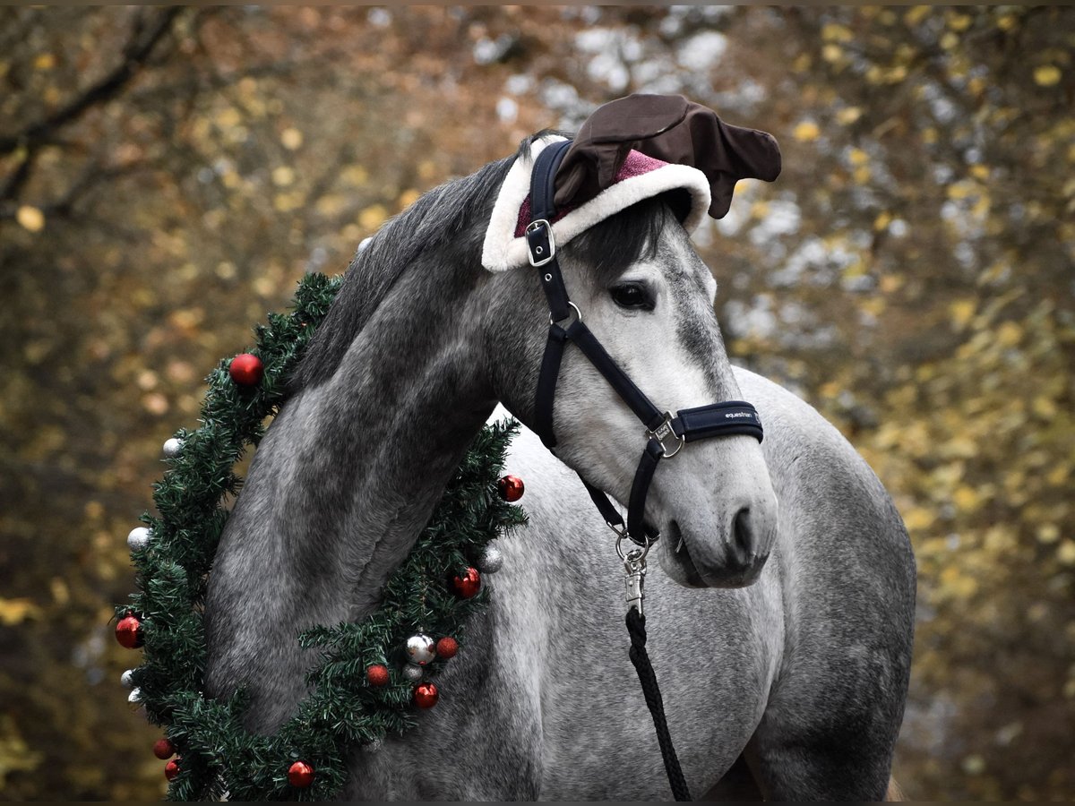 PRE Mix Giumenta 5 Anni 162 cm Grigio pezzato in Nast&#xE4;tten
