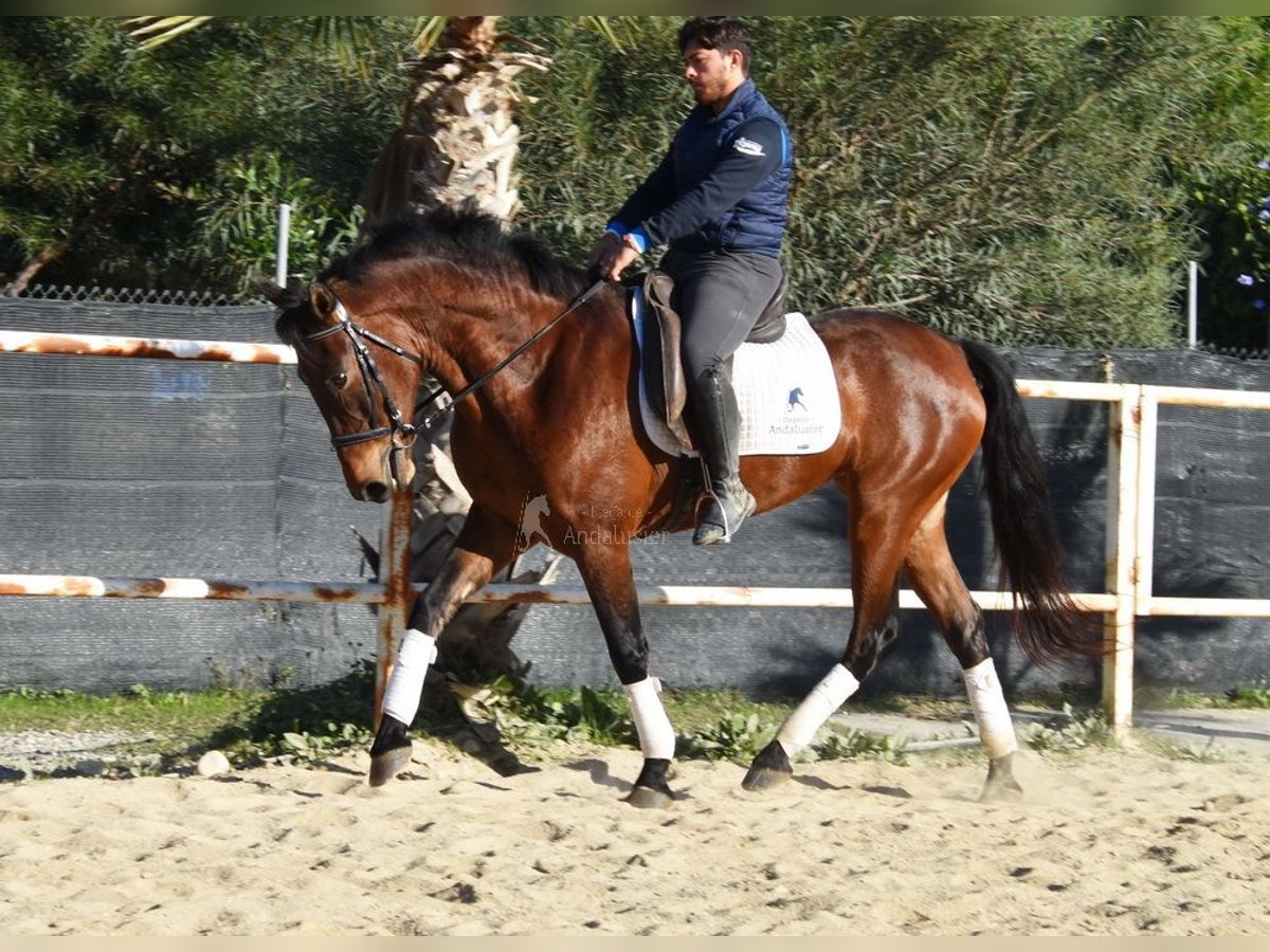 PRE Giumenta 5 Anni 163 cm Baio in Miralvalles