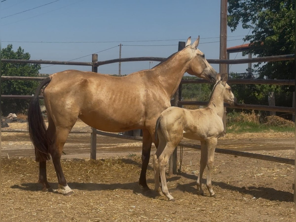 PRE Mix Giumenta 5 Anni Falbo in Santa Marta