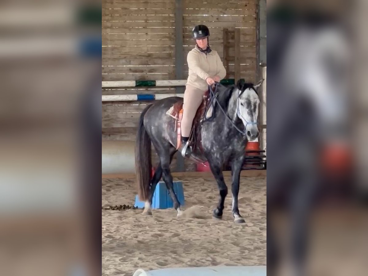 PRE Mix Giumenta 6 Anni 155 cm Grigio in Landegem PRE Mix Giumenta 6 Anni 155 cm Grigio in Landegem