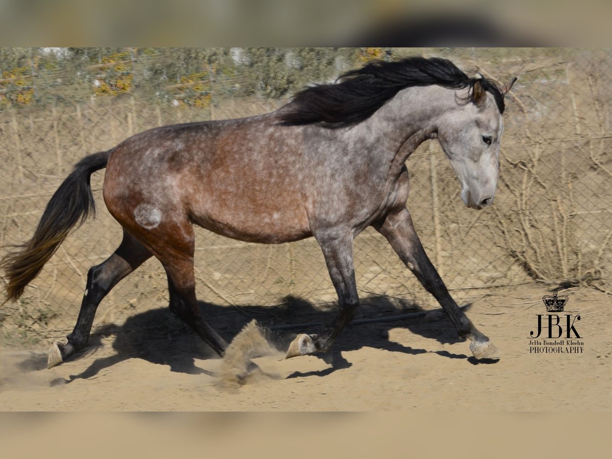 PRE Giumenta 6 Anni 158 cm Falbo baio in Tabernas Almeria