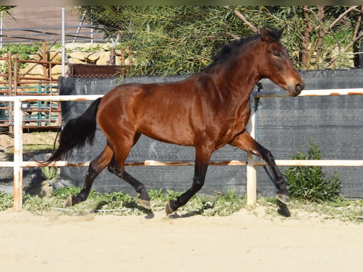 PRE Giumenta 6 Anni 163 cm Baio in Miralvalles