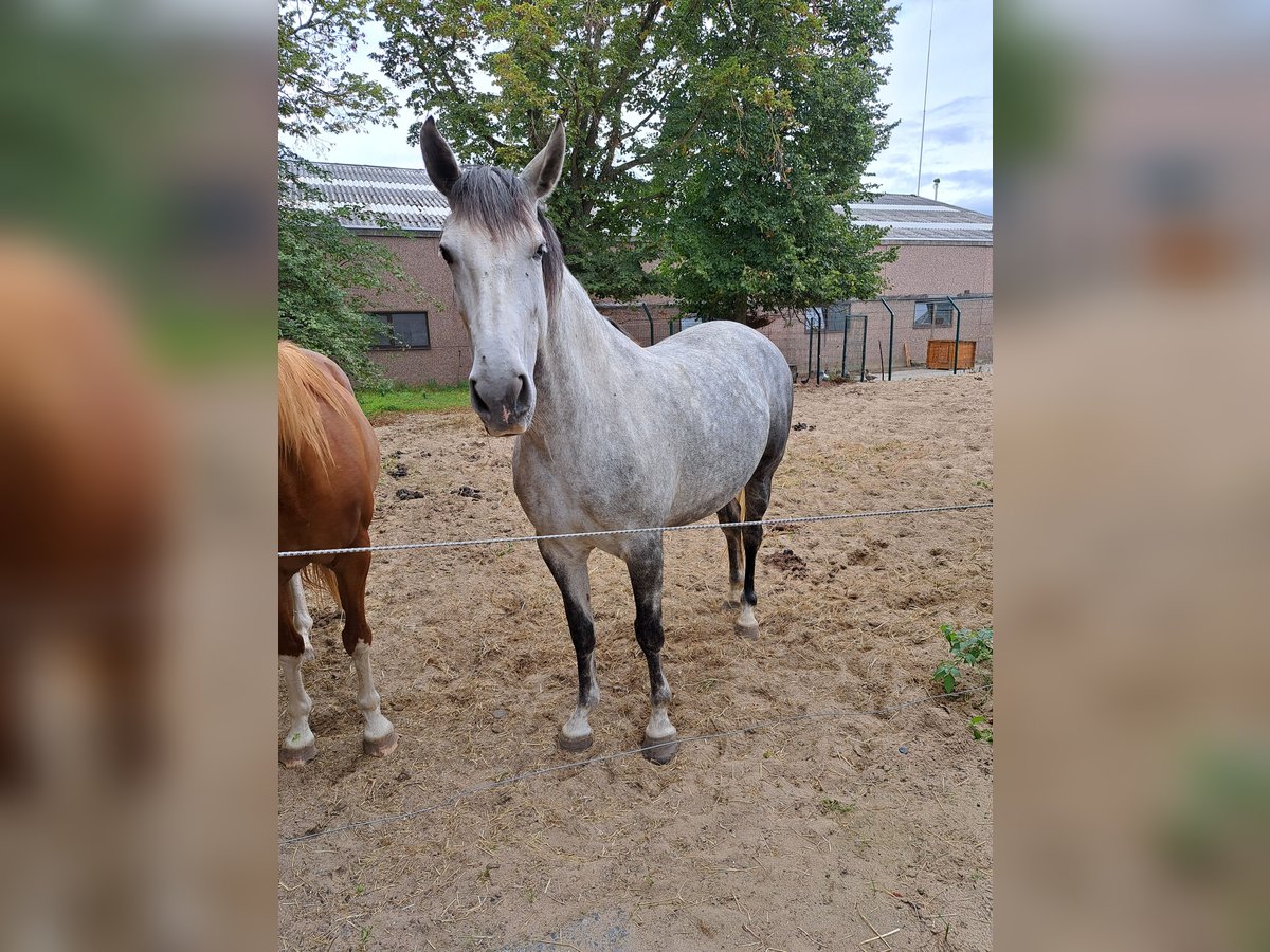 PRE Mix Giumenta 6 Anni 165 cm Grigio in Arc-Wattripont