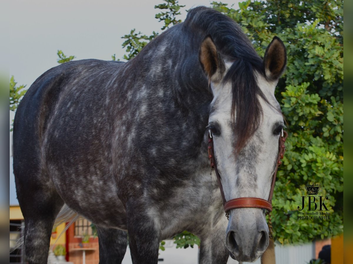 PRE Mix Giumenta 6 Anni 168 cm Grigio pezzato in Tabernas Almeria