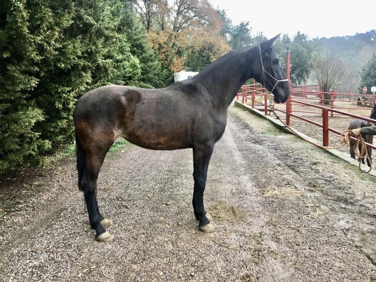 PRE Giumenta 6 Anni 170 cm Morello in Galaroza (Hueva)