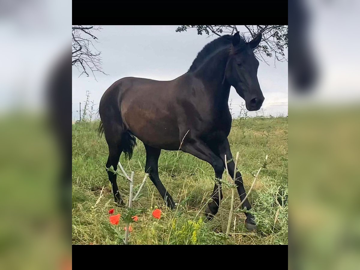 PRE Giumenta 7 Anni 150 cm Morello in Ballenstedt