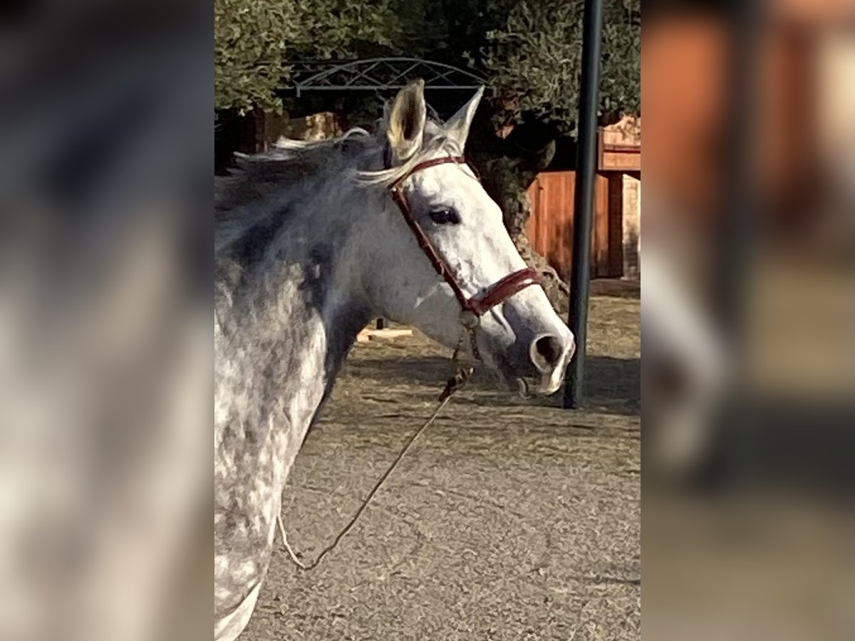 PRE Giumenta 7 Anni 163 cm Grigio in Montbrio Del Camp