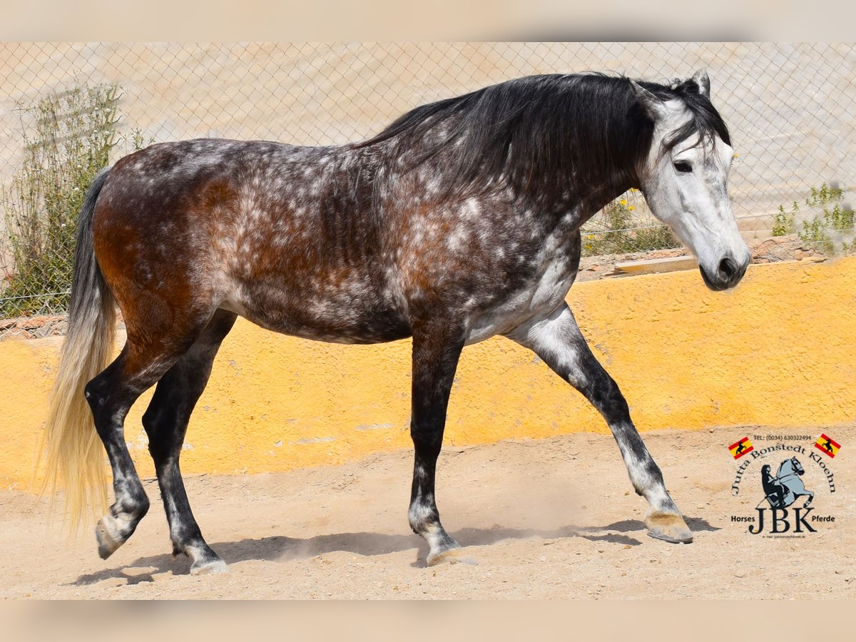 PRE Mix Giumenta 7 Anni 168 cm Grigio in Tabernas Almería