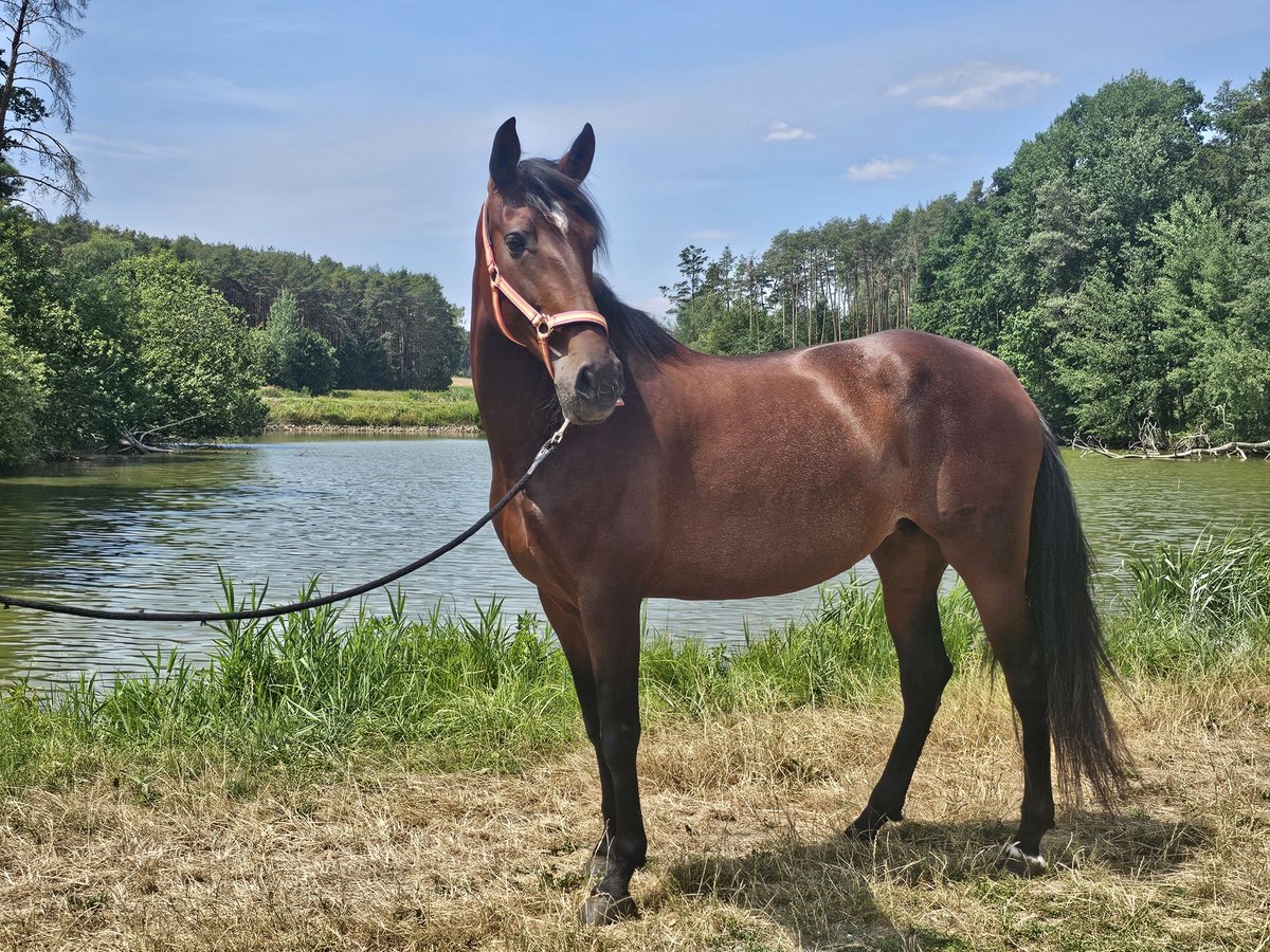 PRE Mix Giumenta 7 Anni 169 cm Baio in Herzogenaurach