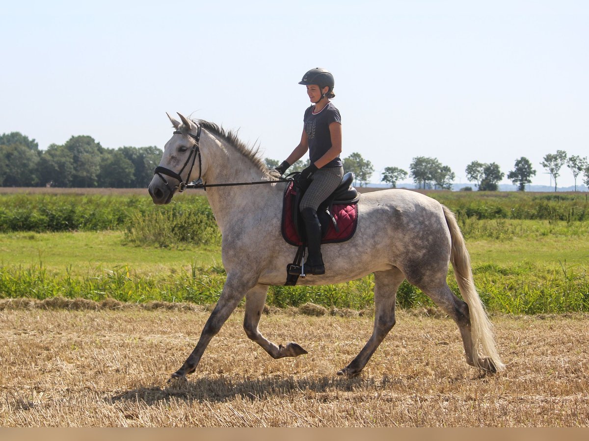 PRE Giumenta 7 Anni 170 cm Grigio in Wremen