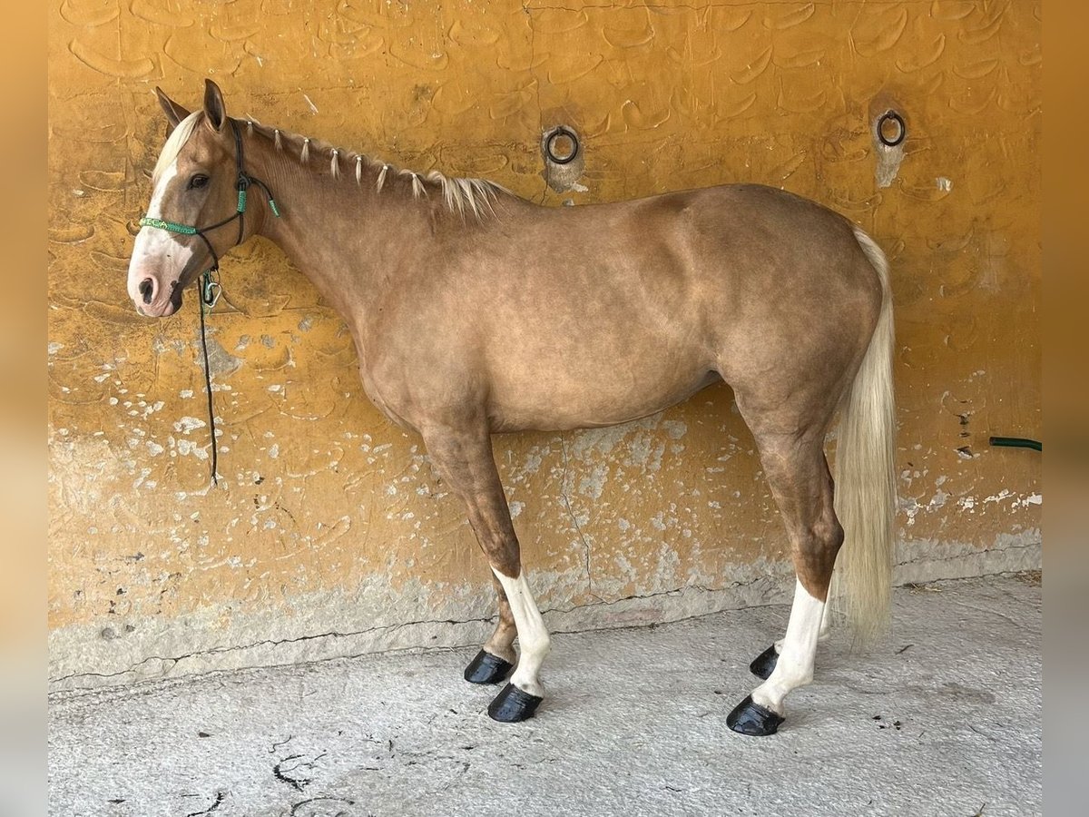 PRE Mix Giumenta 8 Anni 164 cm Palomino in Malaga