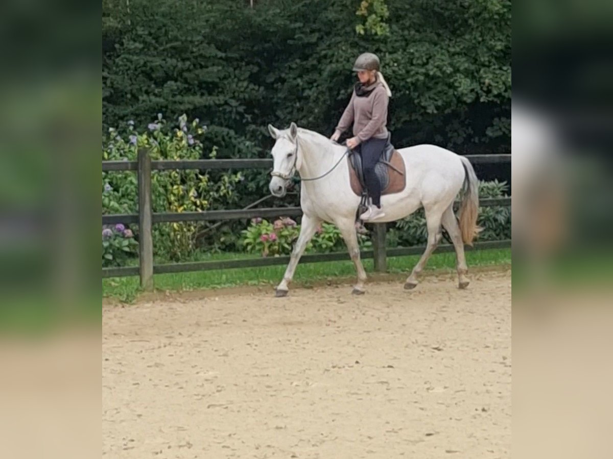 PRE Mix Giumenta 9 Anni 157 cm Grigio in Hümmel PRE Mix Giumenta 9 Anni 157 cm Grigio in Hümmel
