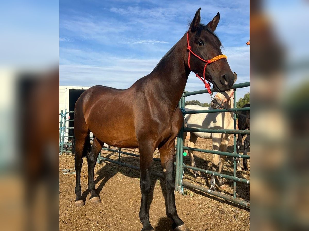 PRE Giumenta 9 Anni 163 cm Baio in Cuenca PRE Giumenta 9 Anni 163 cm Baio in Cuenca