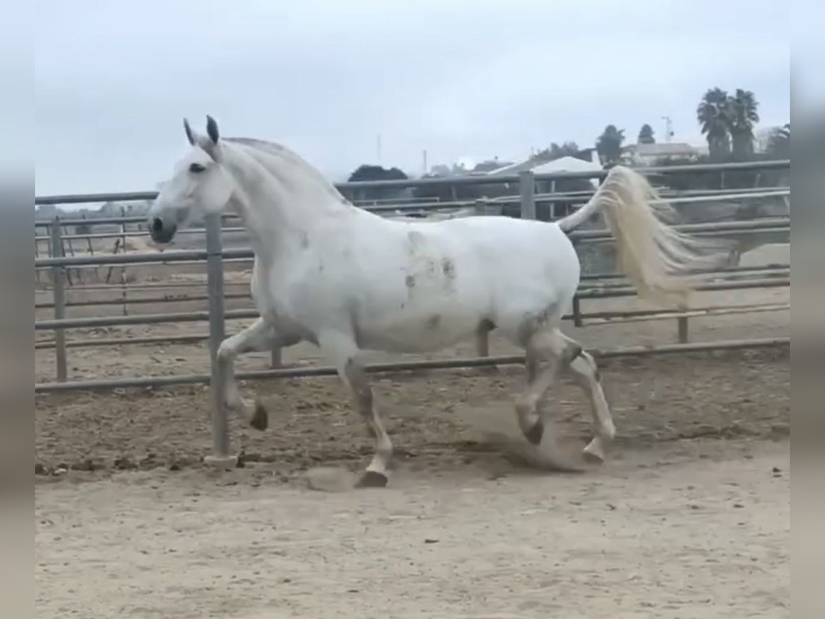 PRE Giumenta 9 Anni 168 cm Grigio in Cadiz