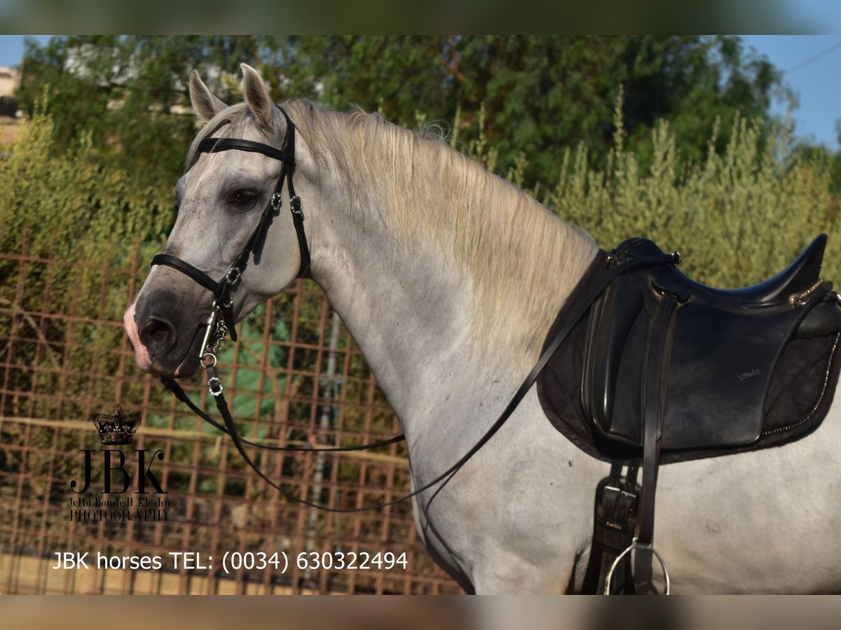 PRE Mix Hengst 10 Jaar 158 cm Schimmel in Tabernas Almeria