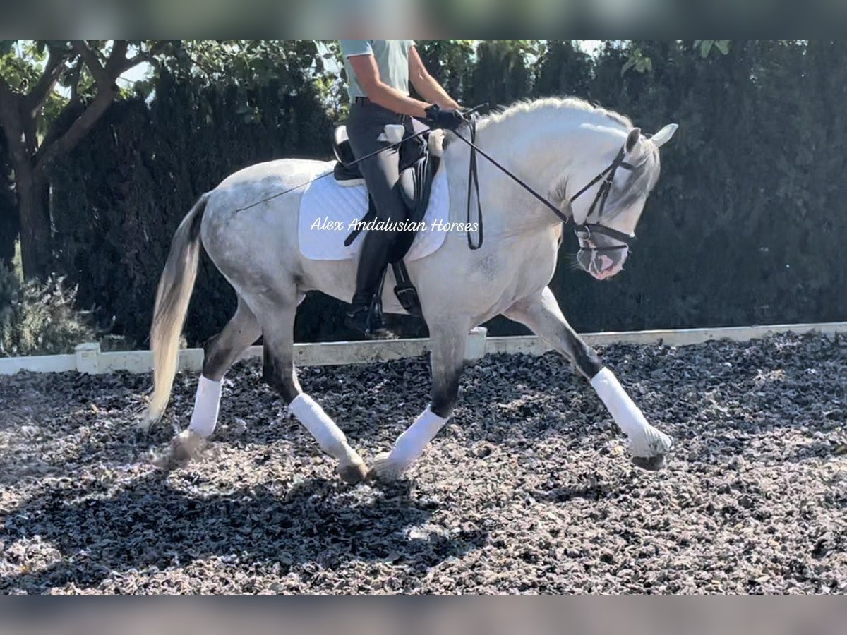 PRE Mix Hengst 10 Jaar 162 cm Schimmel in Sevilla