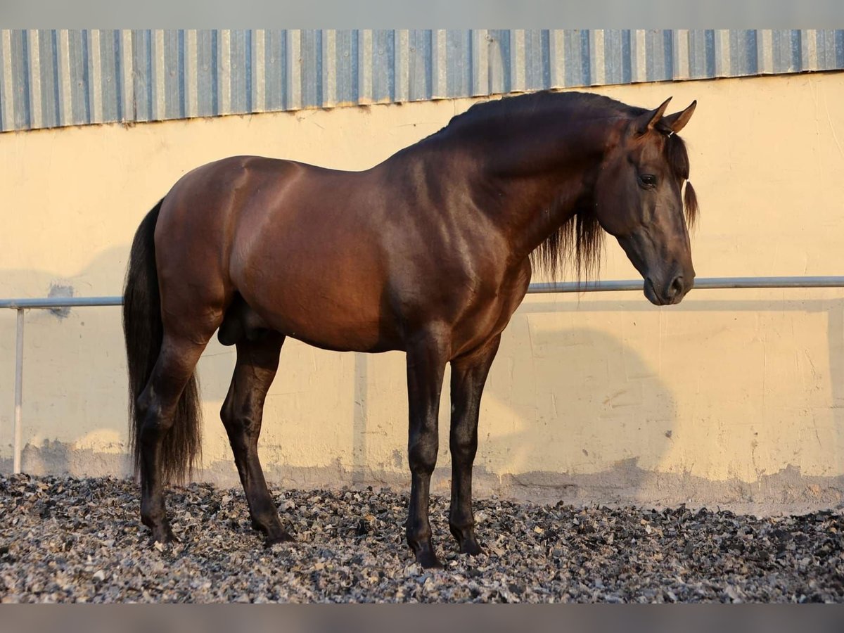 PRE Hengst 10 Jaar 165 cm Bruin in Rociana Del Condado