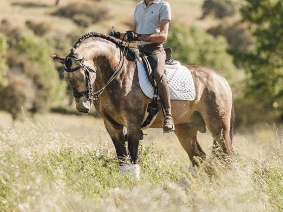 PRE Mix Hengst 10 Jaar 167 cm Buckskin in NAVAS DEL MADRONO