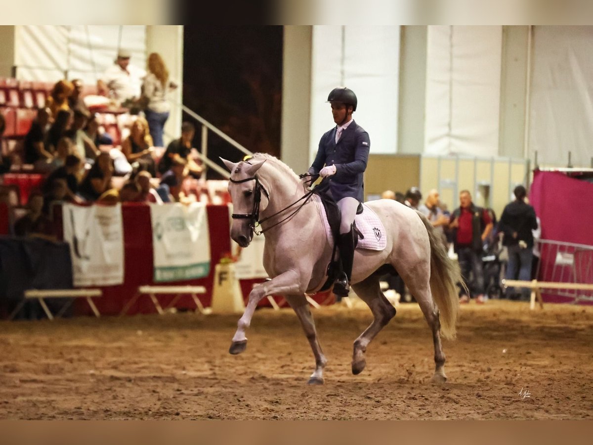 PRE Hengst 10 Jahre 165 cm Schimmel in Corbera