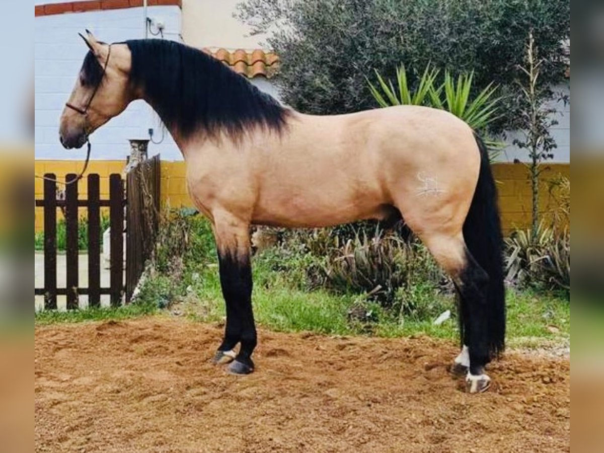 PRE Mix Hengst 10 Jahre 170 cm Buckskin in Badajoz