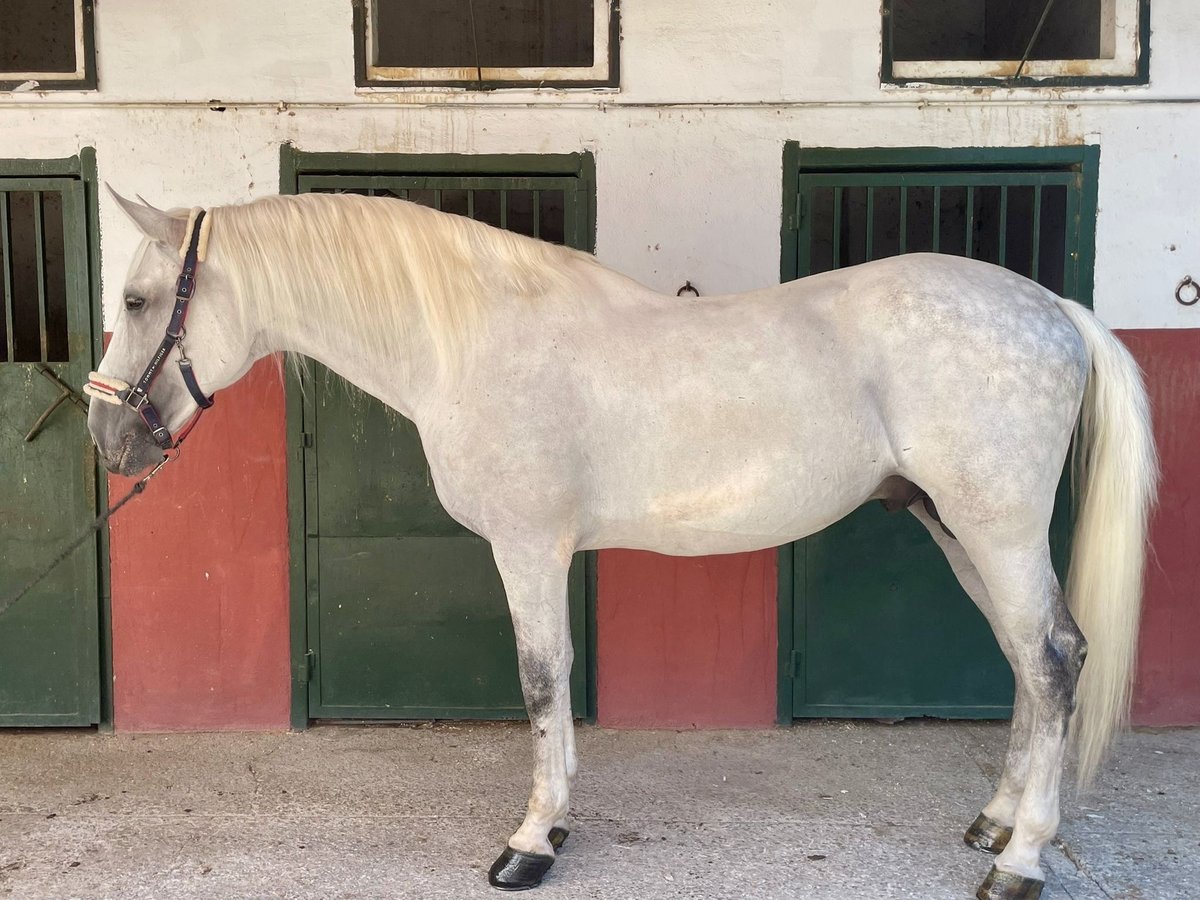 PRE Hengst 10 Jahre 170 cm Schimmel in Granada