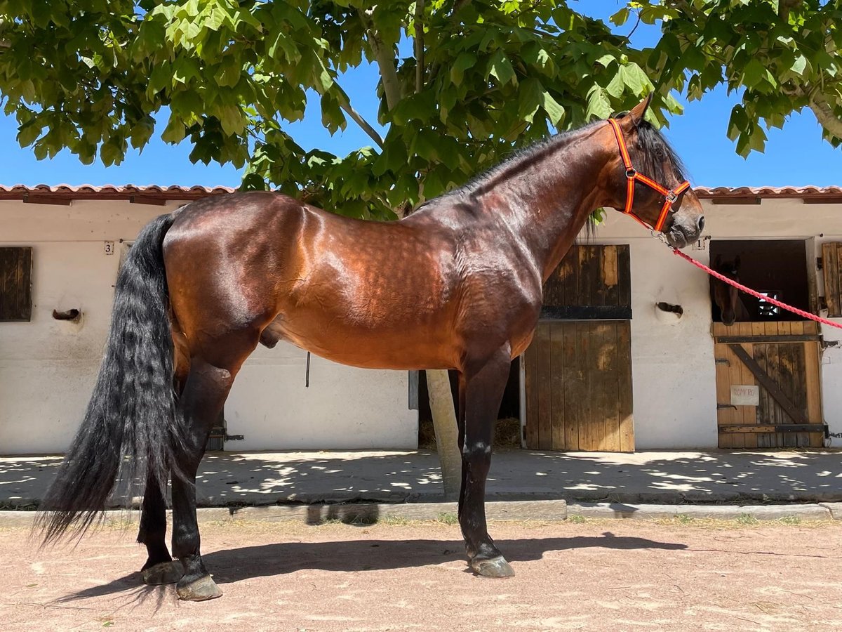 PRE Hengst 10 Jahre 171 cm Brauner in Agost