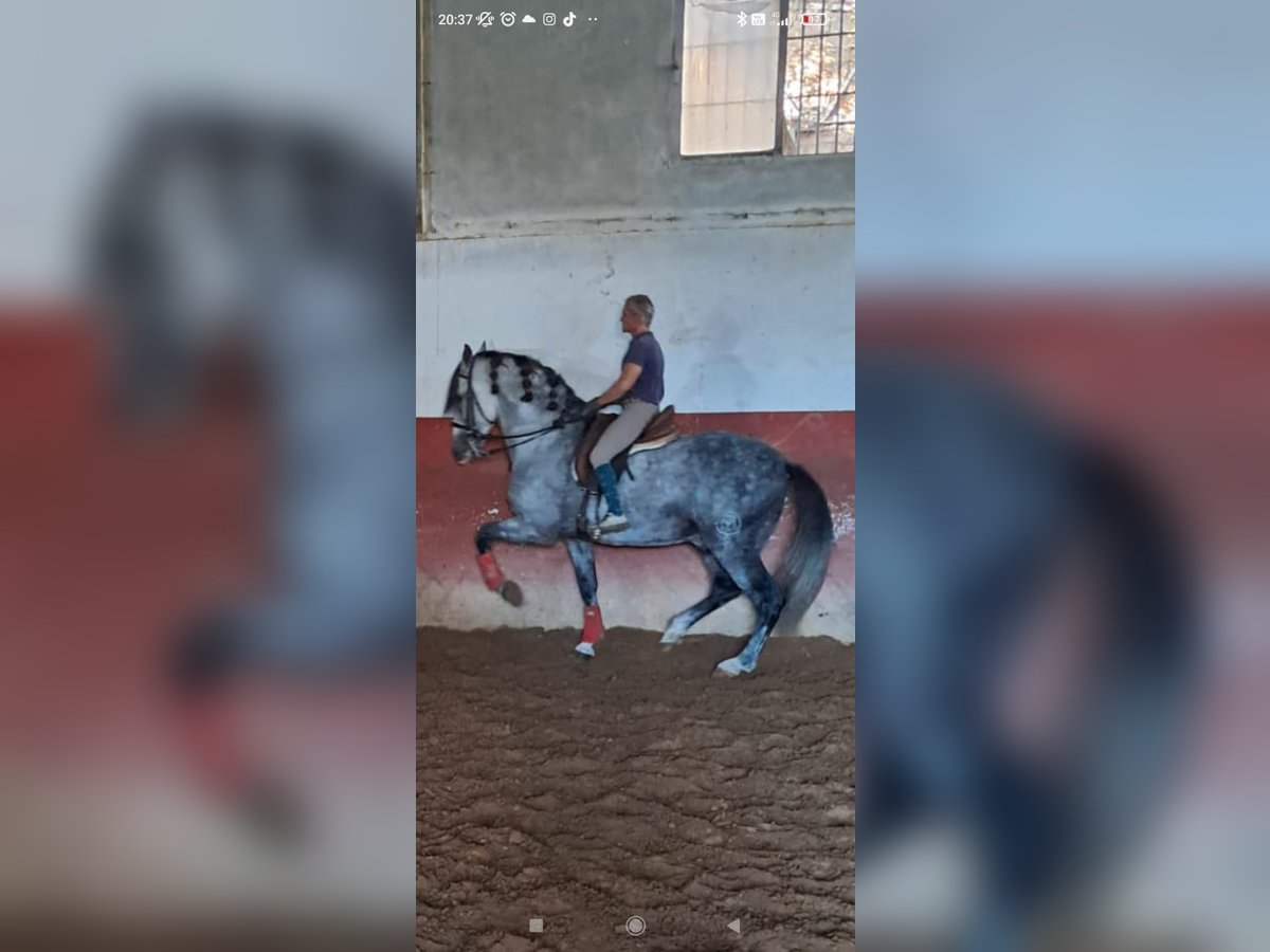 PRE Hengst 10 Jahre 177 cm Apfelschimmel in Jerez De La Frontera