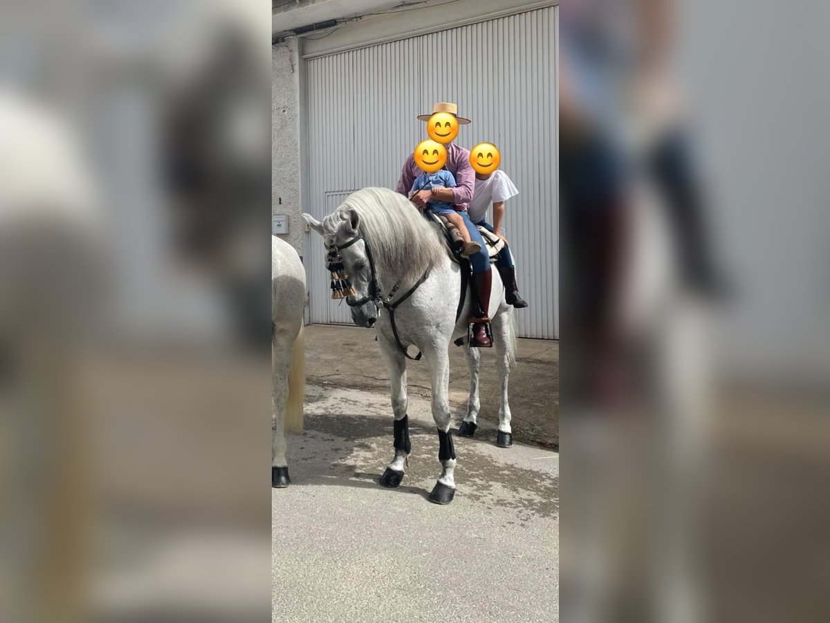 PRE Mix Hengst 11 Jaar 161 cm Schimmel in Dos Hermanas