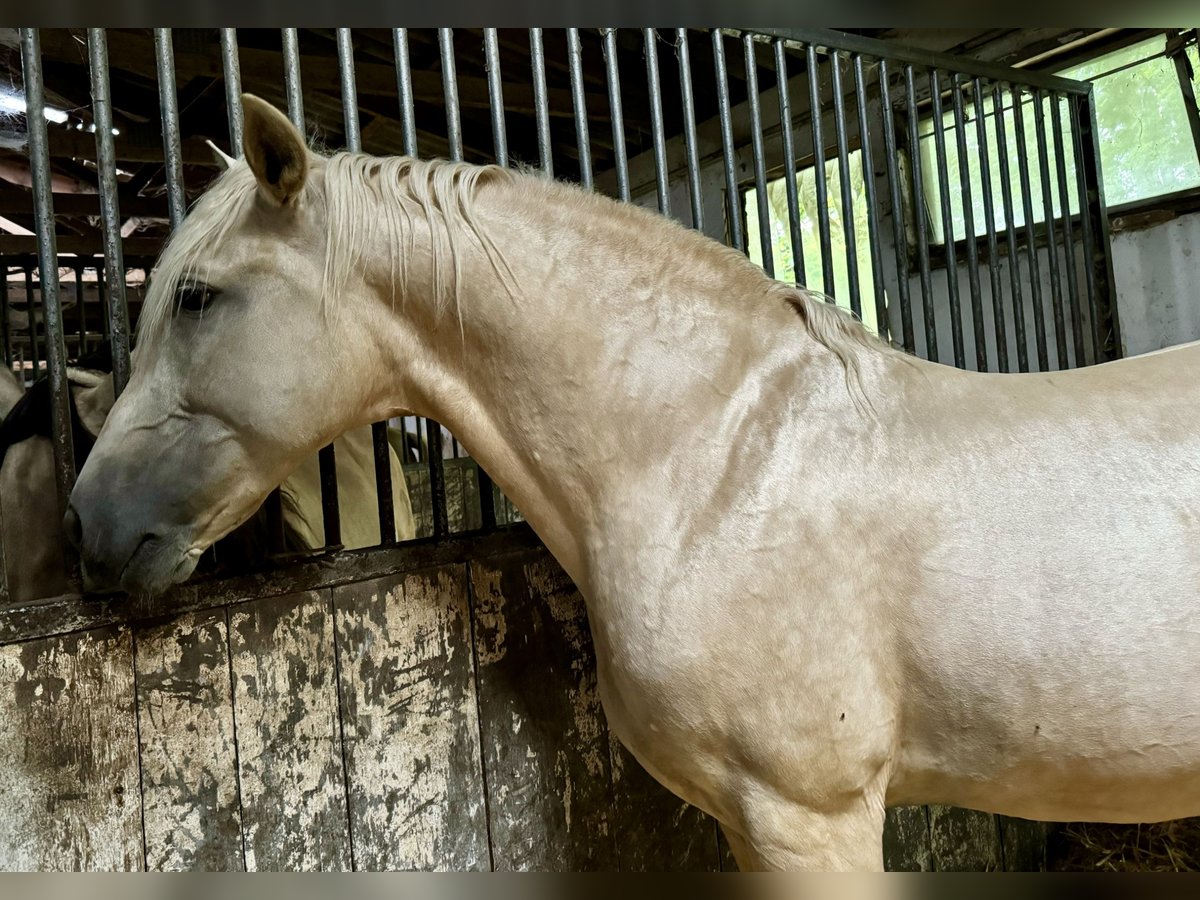 PRE Mix Hengst 11 Jaar 163 cm Palomino in FilderstadtFilderstadt