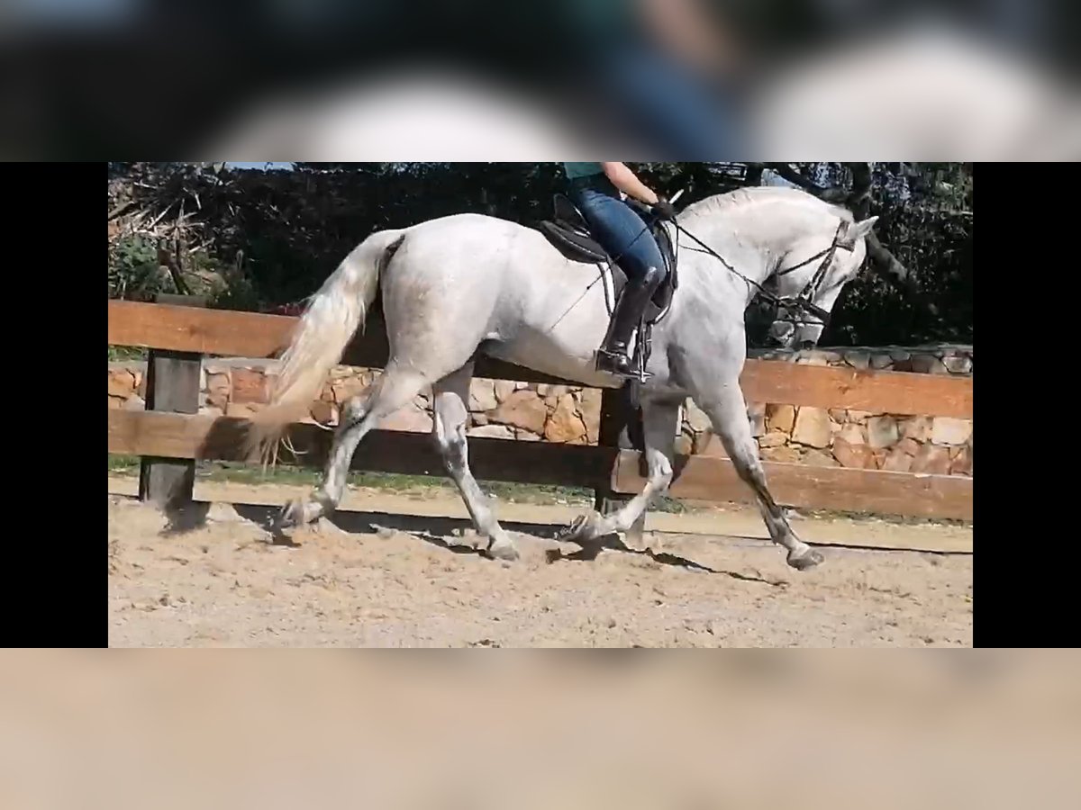 PRE Hengst 11 Jaar 168 cm Schimmel in Tarifa