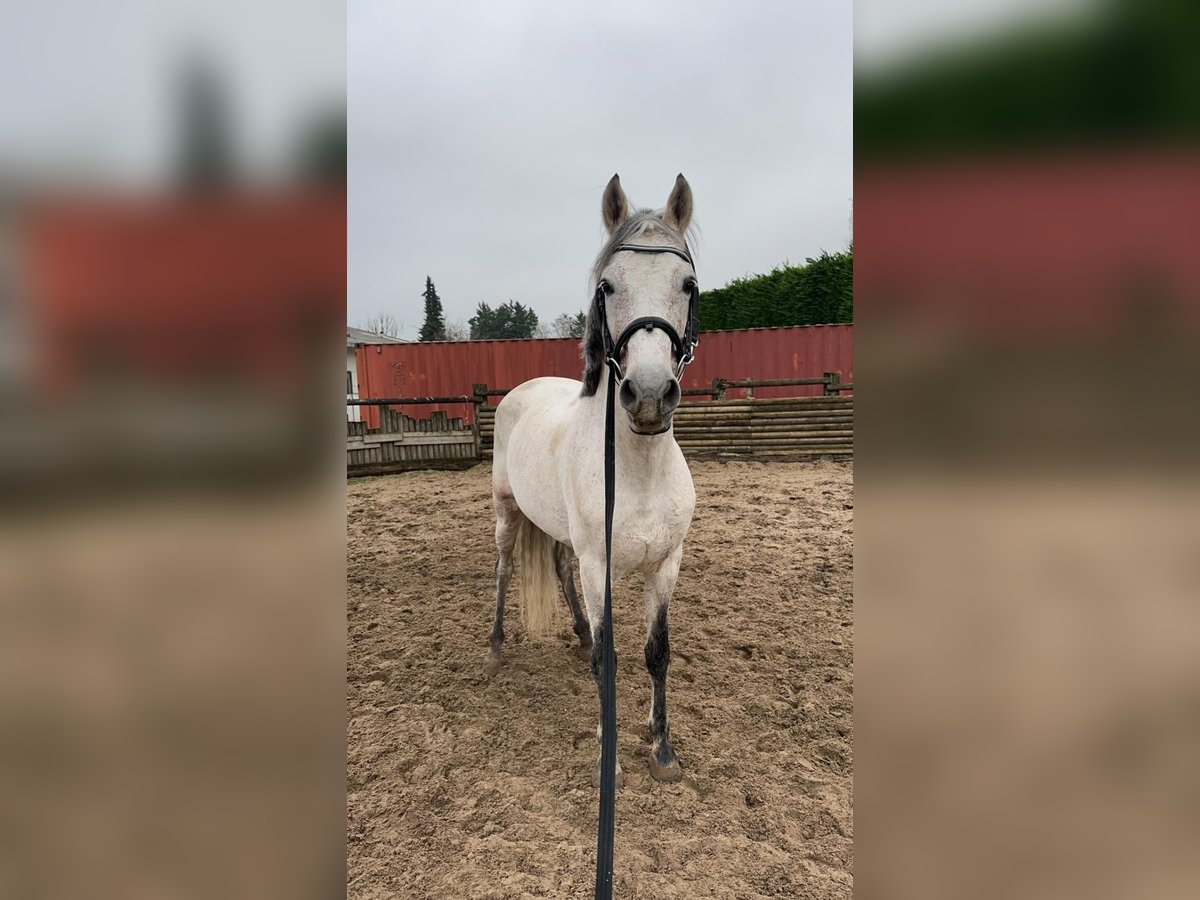 PRE Mix Hengst 11 Jahre 160 cm Fliegenschimmel in Hem