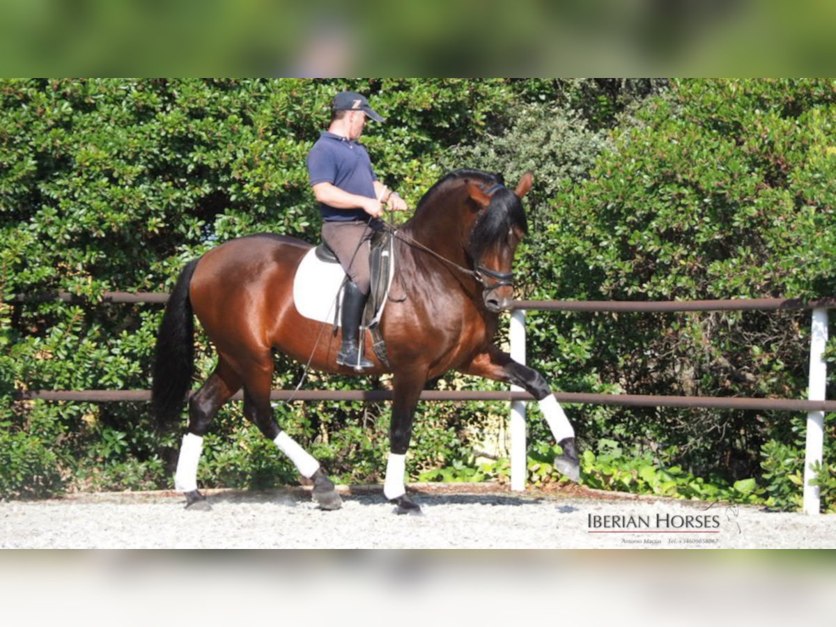 PRE Mix Hengst 11 Jahre 165 cm in NAVAS DEL MADRONO