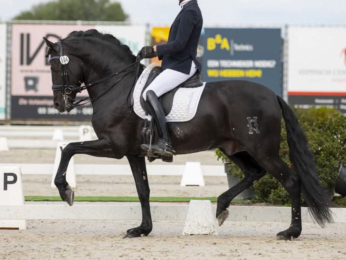 PRE Mix Hengst 11 Jahre 172 cm Rappe in Navas Del Madroño