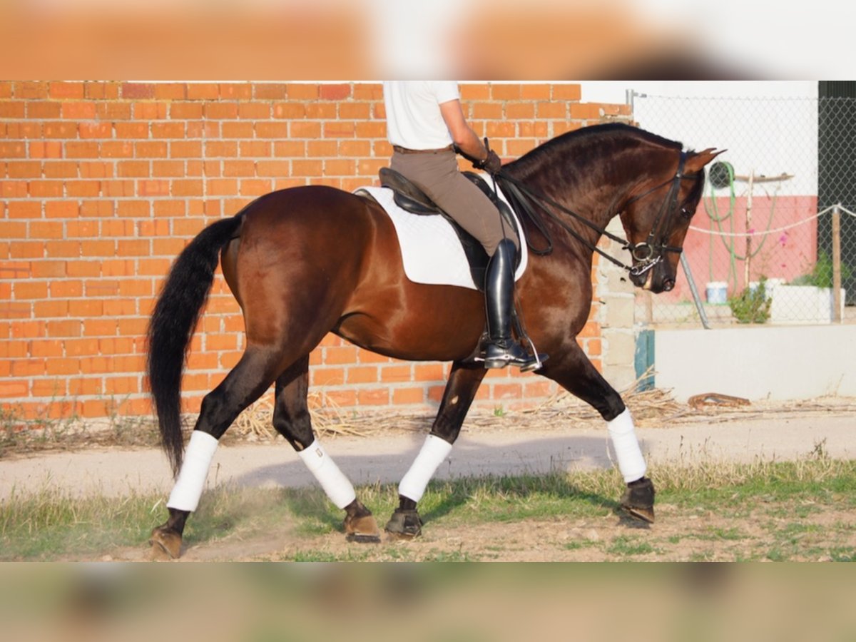 PRE Hengst 12 Jaar 168 cm Roodbruin in navas del madrono