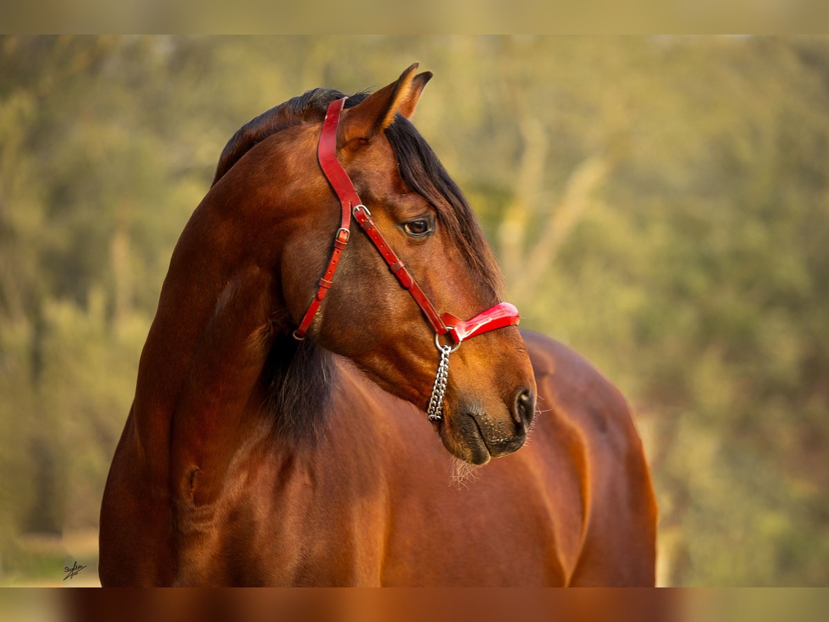 PRE Hengst 12 Jaar 174 cm Donkerbruin in Barcelona