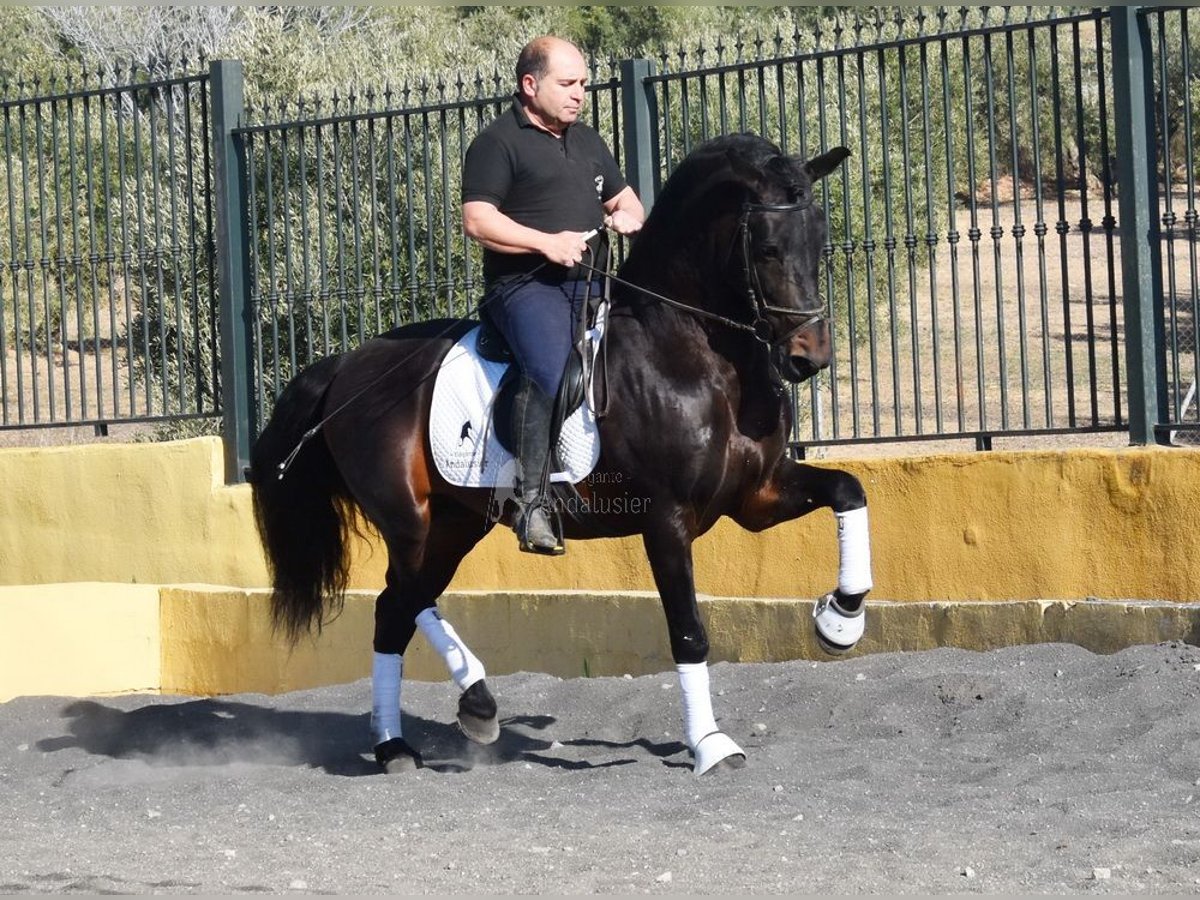 PRE Mix Hengst 12 Jaar Donkerbruin in Provinz Granada