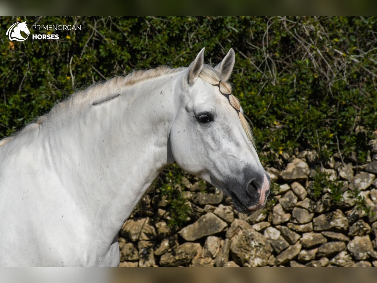 PRE Mix Hengst 12 Jahre 162 cm White in Menorca