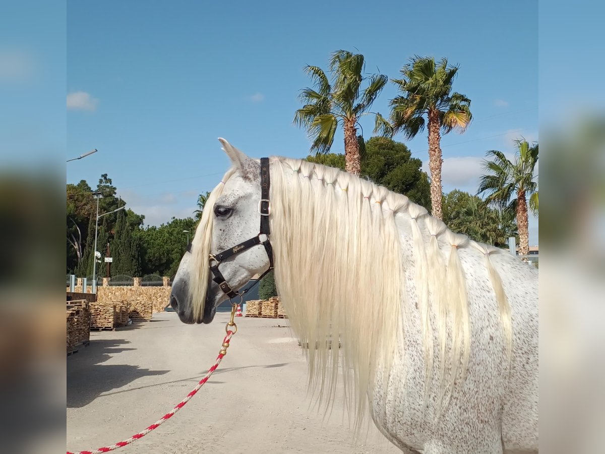 PRE Hengst 12 Jahre 166 cm Fliegenschimmel in Alicante/Alacant